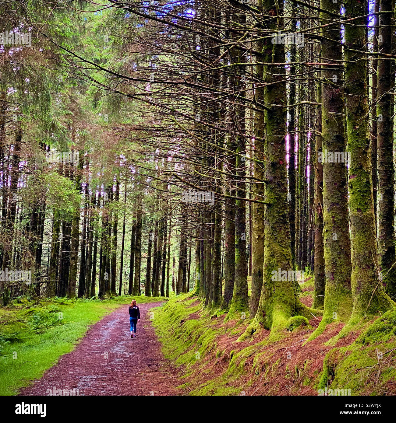 A woman walking on a track through a beautiful old forest in the popular Bwlch Nature Reserve near Aberystwyth in Wales where the trees are covered in moss Stock Photo