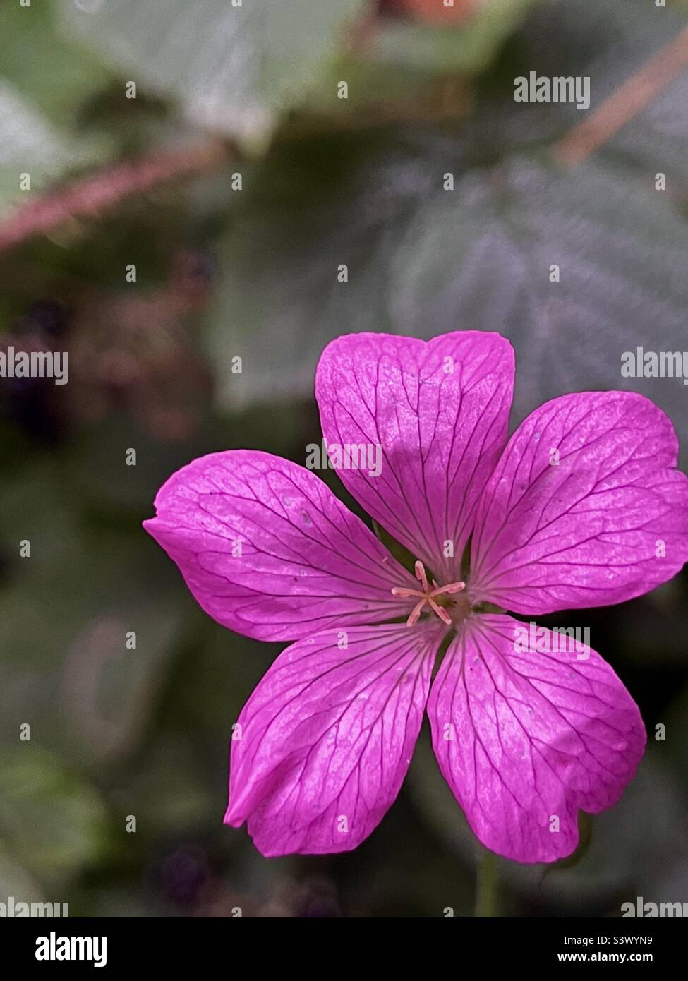 Close up purple flower Stock Photo - Alamy