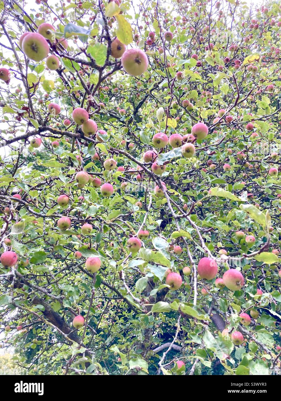Crab apple tree in orchard Stock Photo Alamy