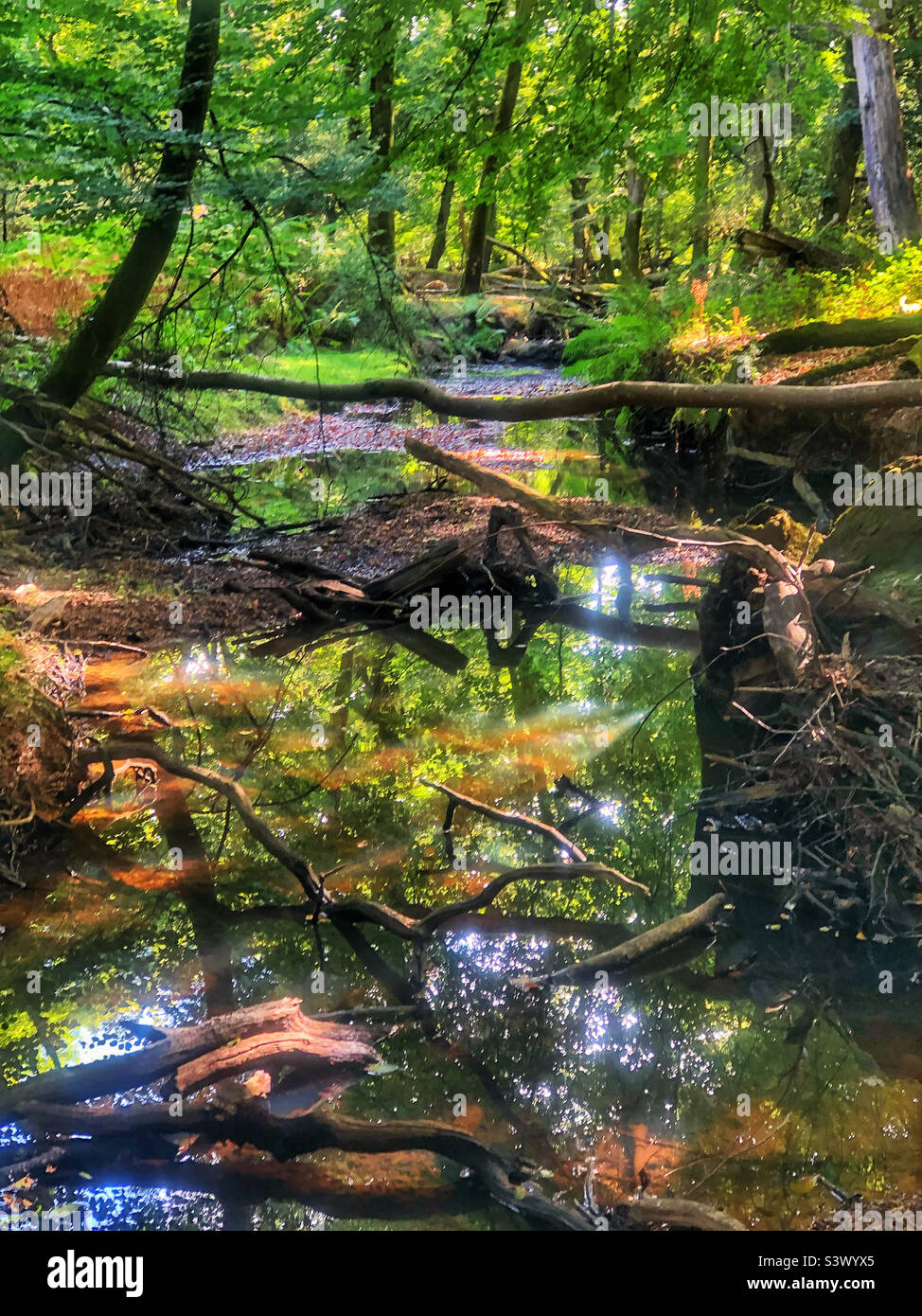 Forest stream during a summer drought, New Forest National Park - Smartphone Captured Stock Image
