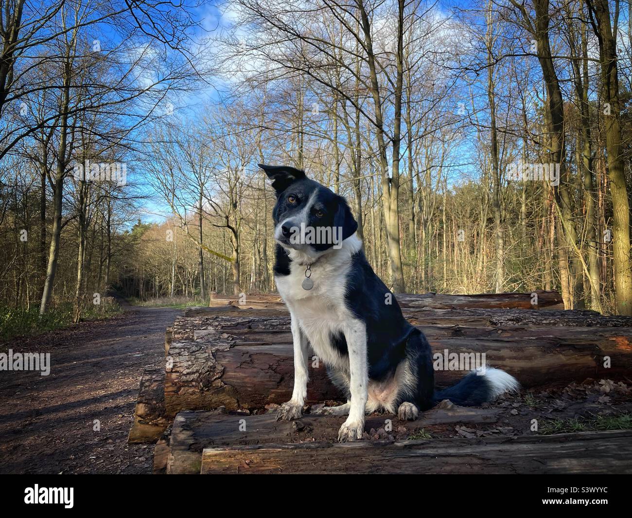 Border collie dog sitting on a pile of logs in autumn evening in woodland with tilted head and cute expression Stock Photo
