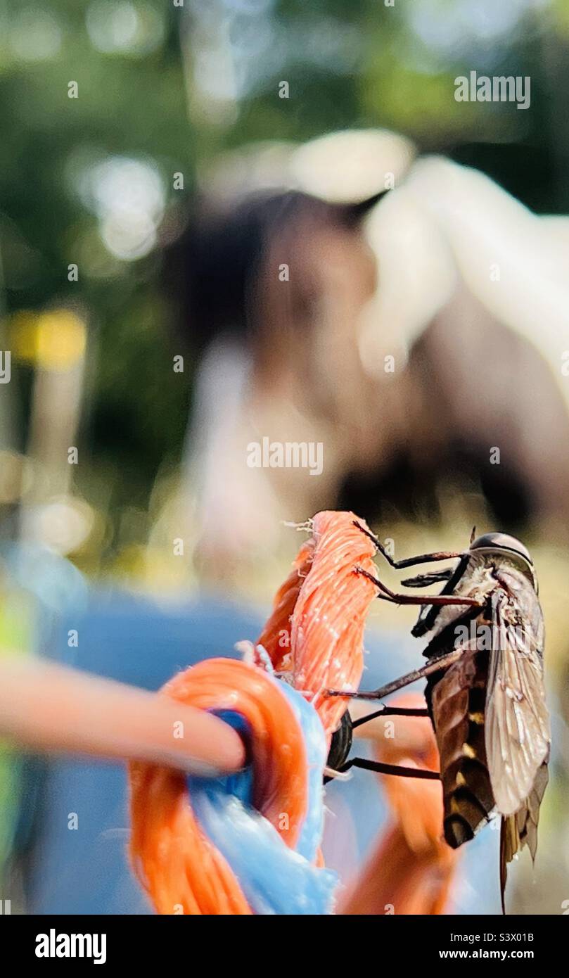 A horsefly is planning his attack on Bella, the blurred paint horse who