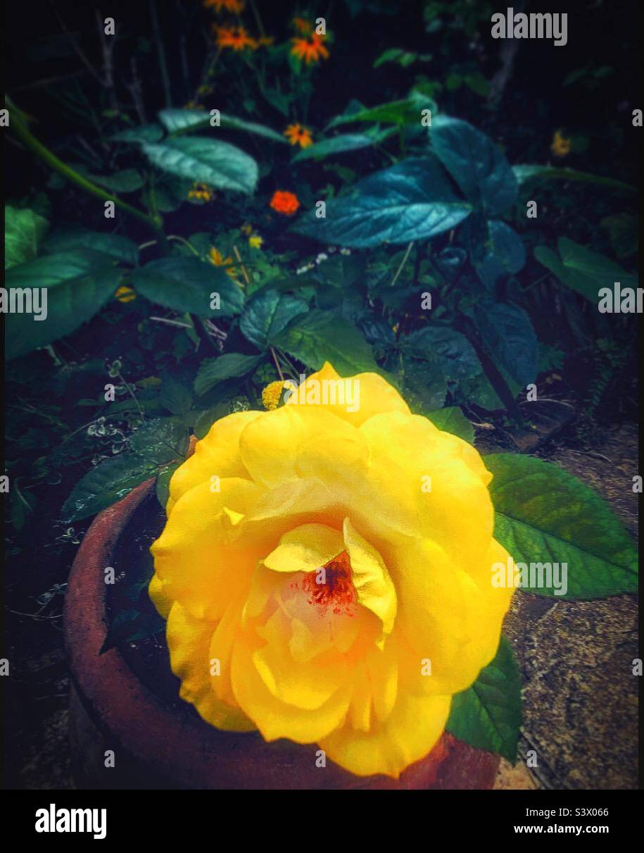Yellow rose. Stock Photo