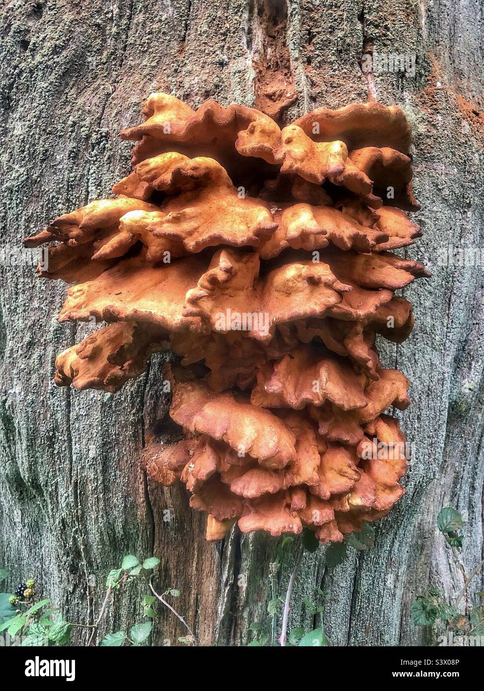 Rust coloured hard mushrooms growing on a tree trunk in a Hampshire forest United Kingdom. Late August - Smartphone Captured Stock Image