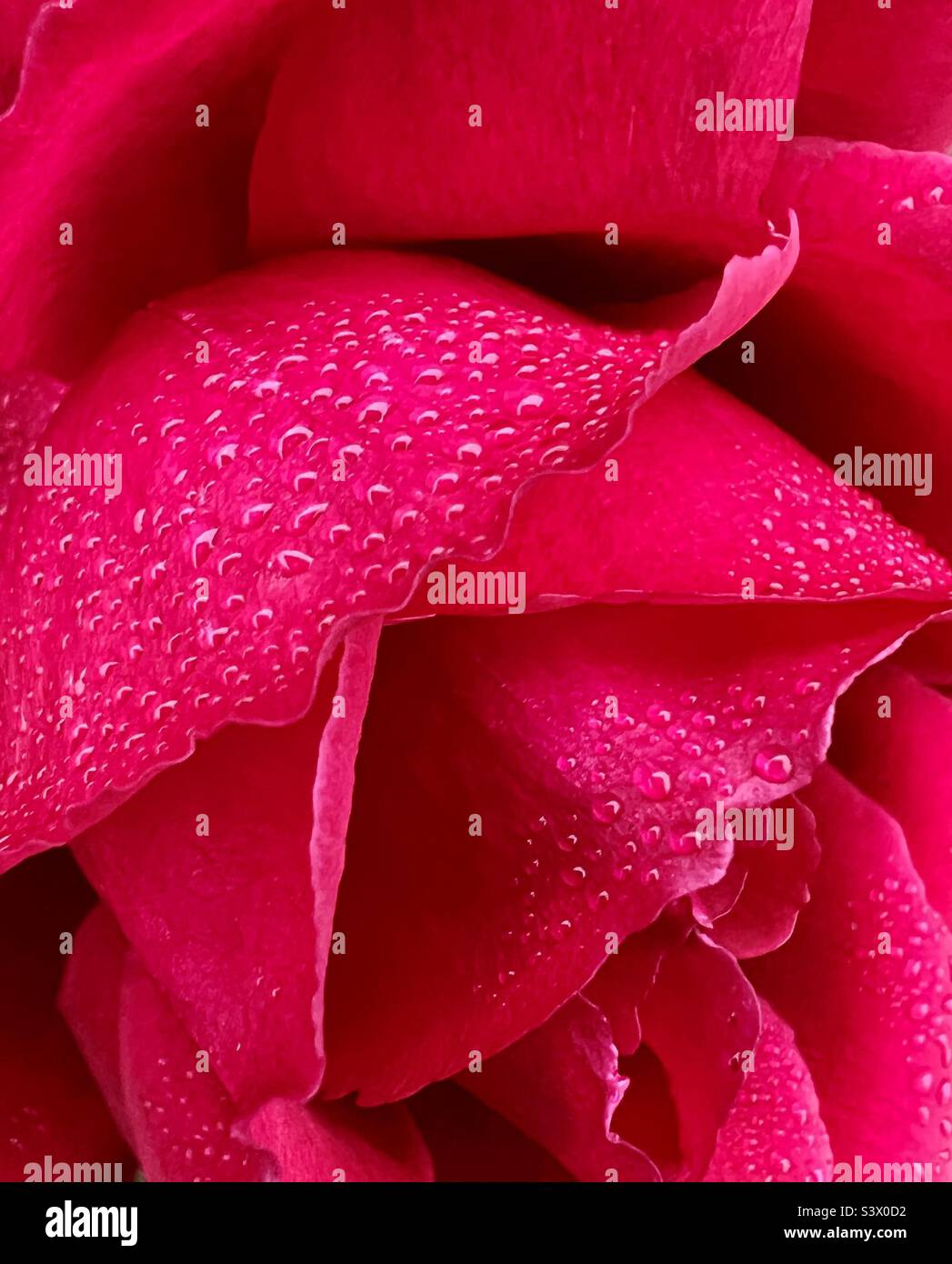 Raindrops on a red rose bloom Stock Photo