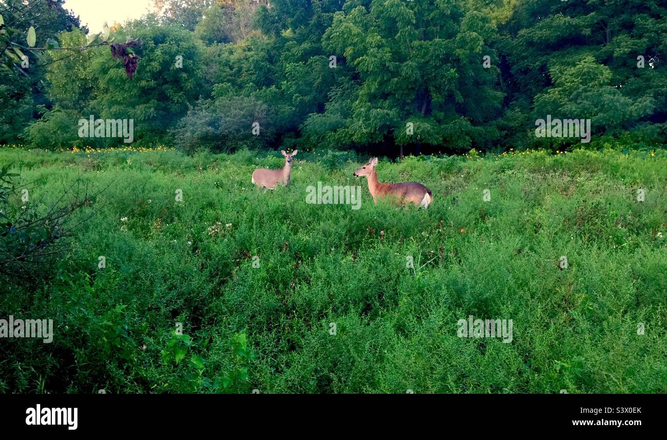 Urban wild life. Two fawns, probably siblings among bushes growing in a flood plain, Ontario, Canada Stock Photo