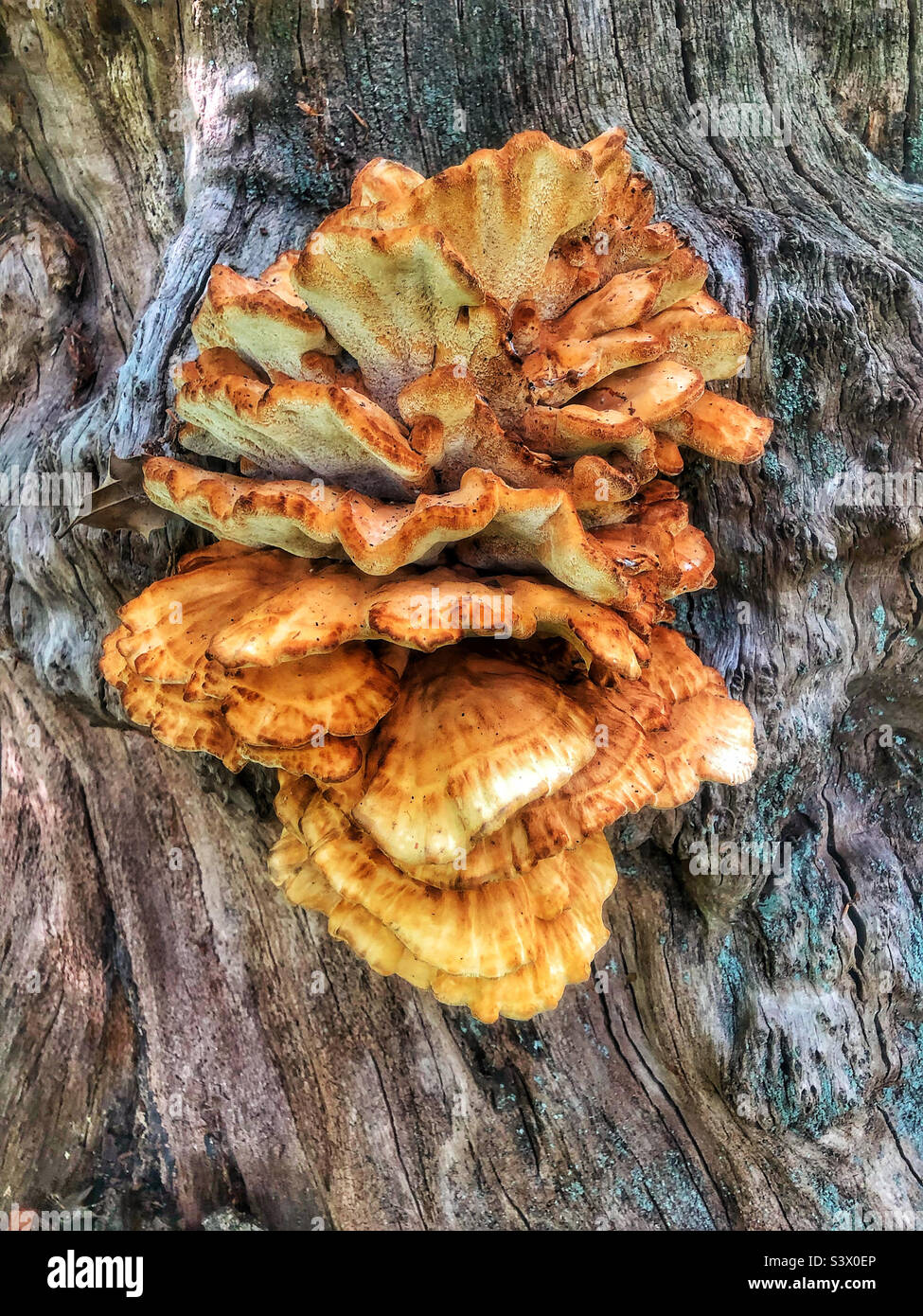 Mushrooms growing on a tree trunk in a Hampshire forest United Kingdom. Late August - Smartphone Captured Stock Image