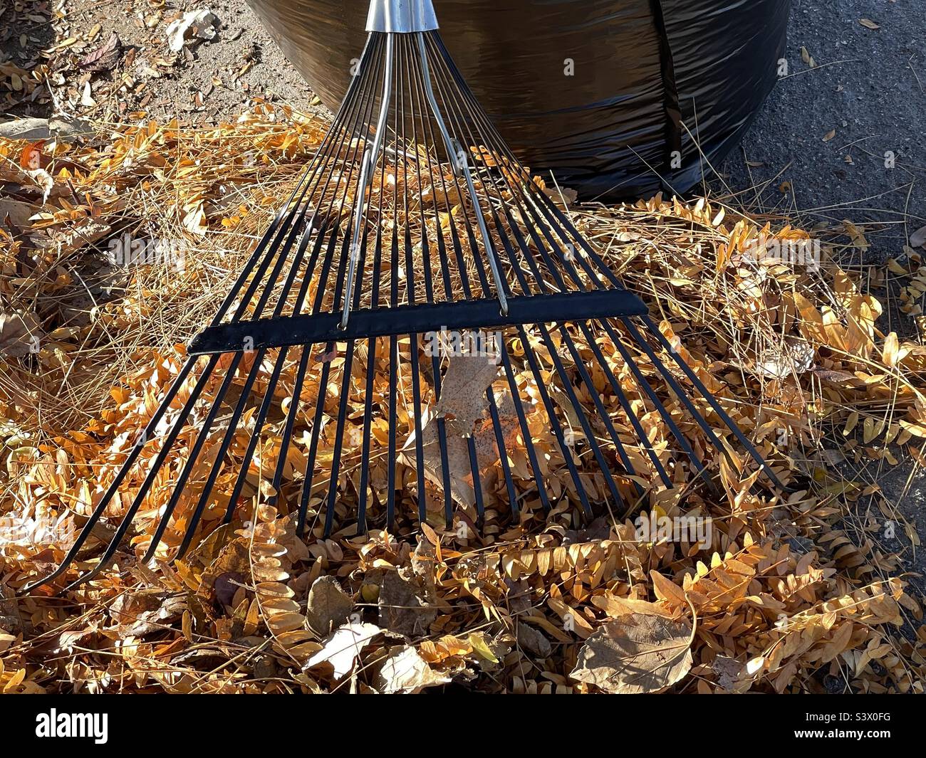 A seasonal still life image for fall consisting of a rake, fallen leaves and a black trash bag. - Smartphone Captured Stock Image