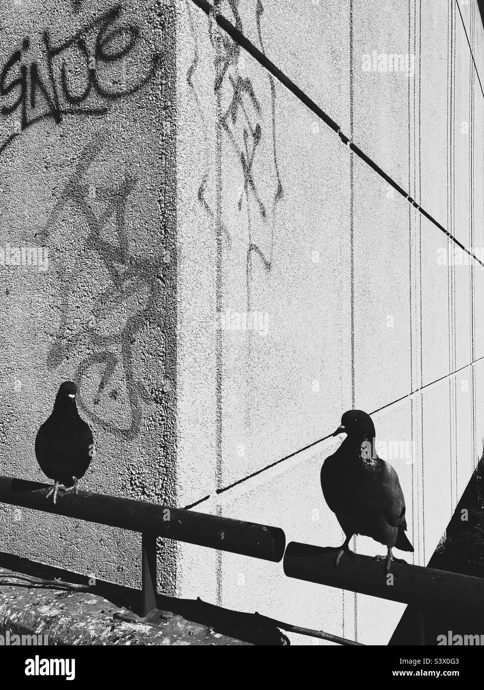 Black and white photo of two rock pigeons (Columba livia) Stock Photo