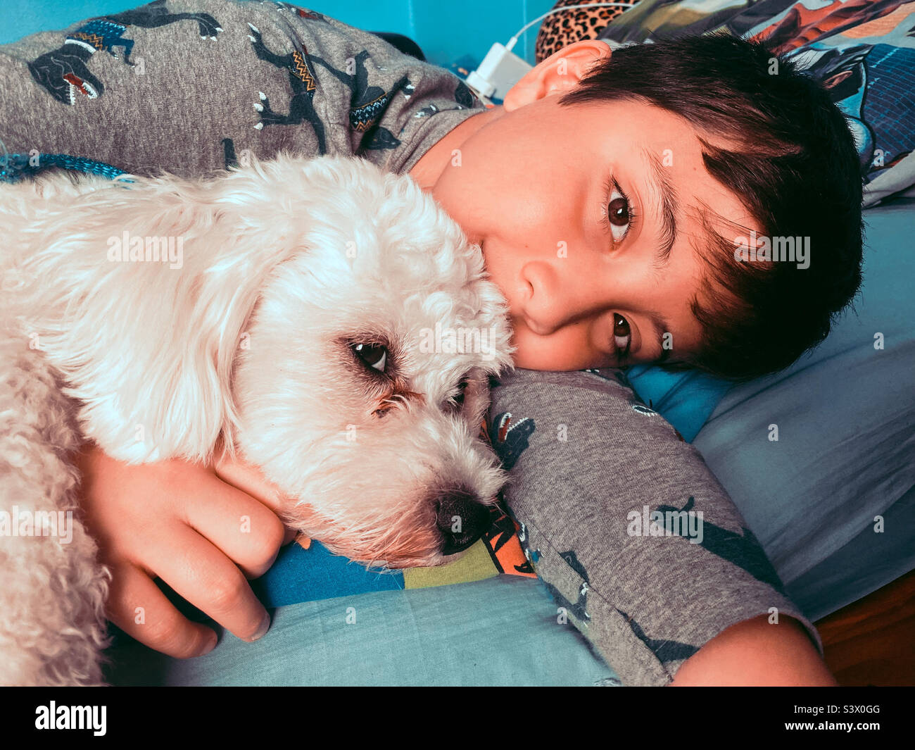 A boy lies down on his bed and cuddles his pet cavapoo dog. - Smartphone Captured Stock Image