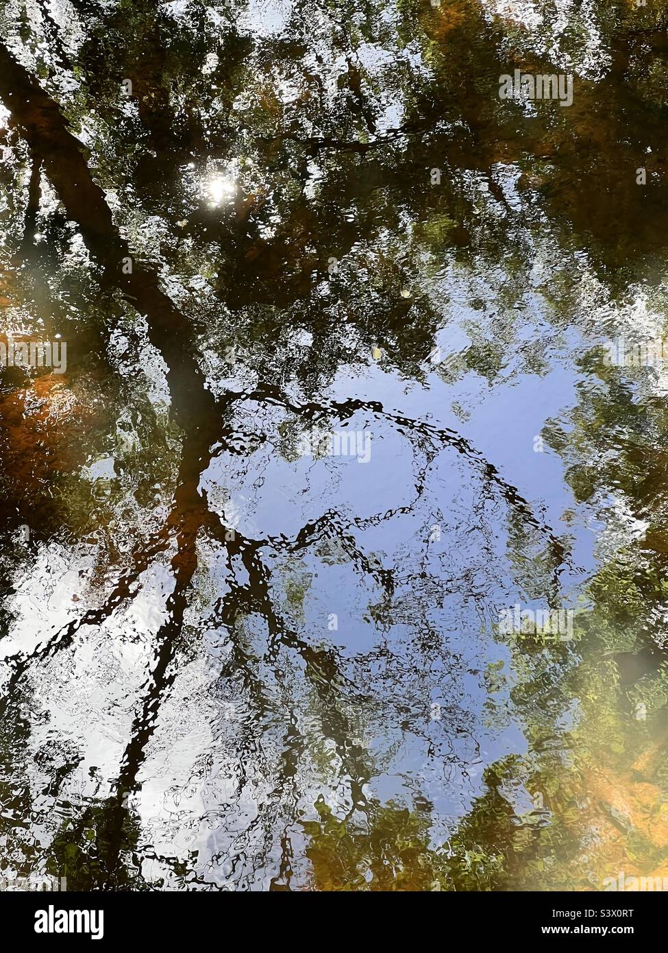 Tree reflections in a river Stock Photo