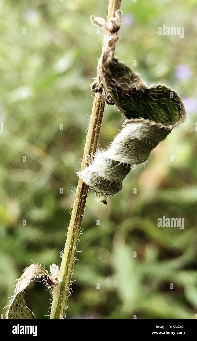 Curled, withered leaves on stalk. Stock Photo