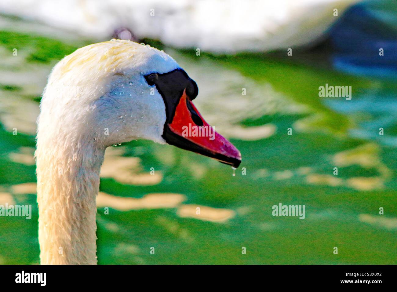 A lovely portrait image of a white swan. This photo was taken on a warm summer afternoon. This lovely elegant bird looked impressive on the calm and tranquil water. - Smartphone Captured Stock Image