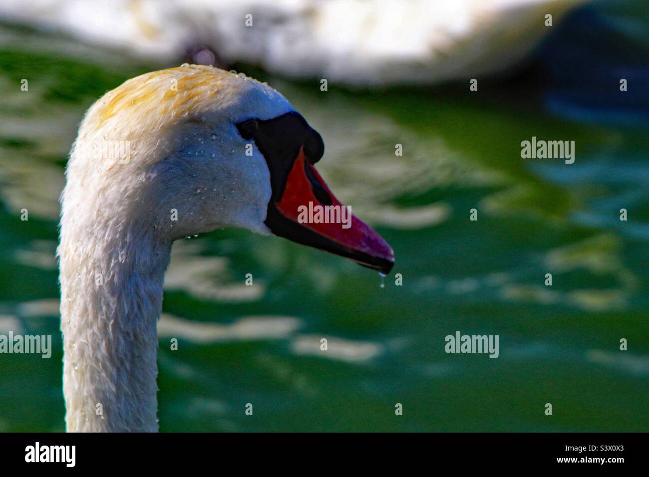 A lovely portrait image of a white swan. This photo was taken on a warm summer afternoon. This lovely elegant bird looked impressive on the calm and tranquil water. - Smartphone Captured Stock Image