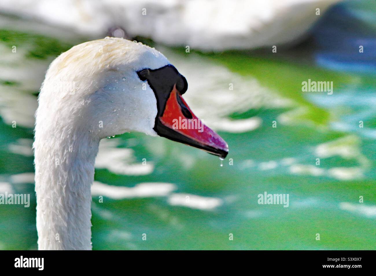 A lovely portrait image of a white swan. This photo was taken on a warm summer afternoon. This lovely elegant bird looked impressive on the calm and tranquil water. - Smartphone Captured Stock Image