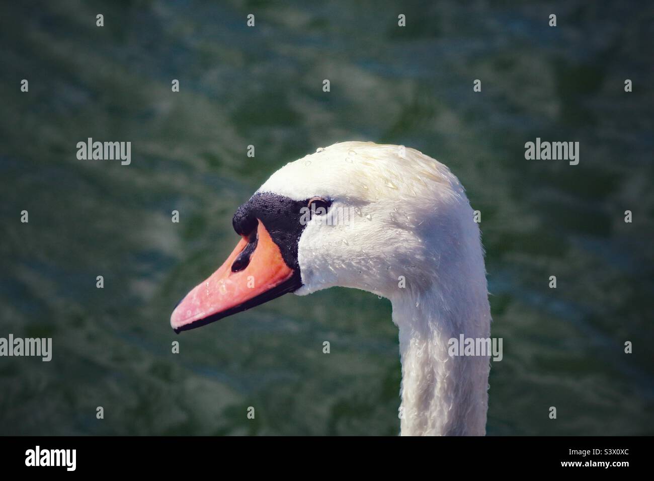 A lovely portrait image of a white swan. This photo was taken on a warm summer afternoon. This lovely elegant bird looked impressive on the calm and tranquil water. - Smartphone Captured Stock Image