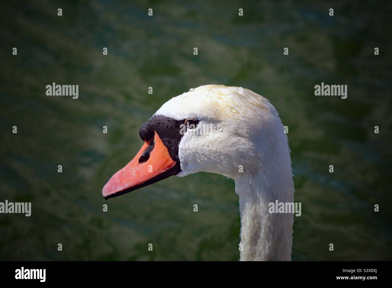 A lovely portrait image of a white swan. This photo was taken on a warm summer afternoon. This lovely elegant bird looked impressive on the calm and tranquil water. - Smartphone Captured Stock Image