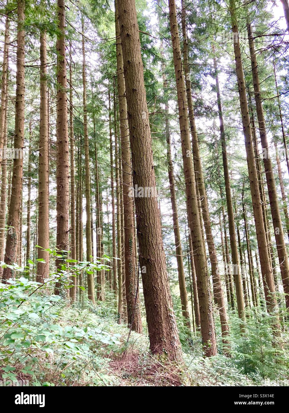 Tall trees growing in a forest Stock Photo
