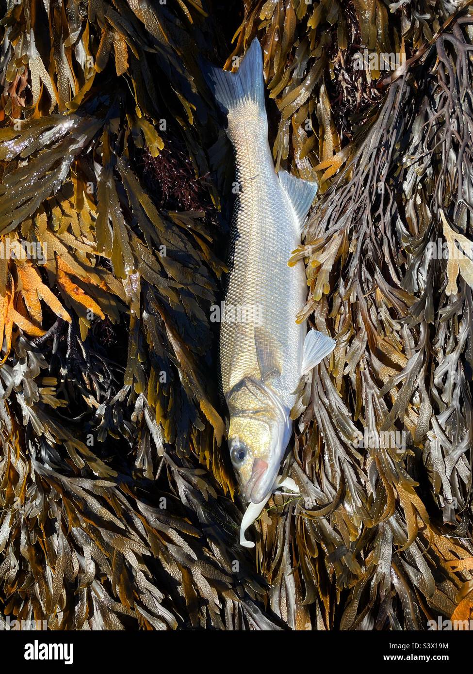 Freshly caught bass ( Dicentrarchus labrax) from Southwest Ireland lying on a bed of seaweed (serrated wrack). Stock Photo