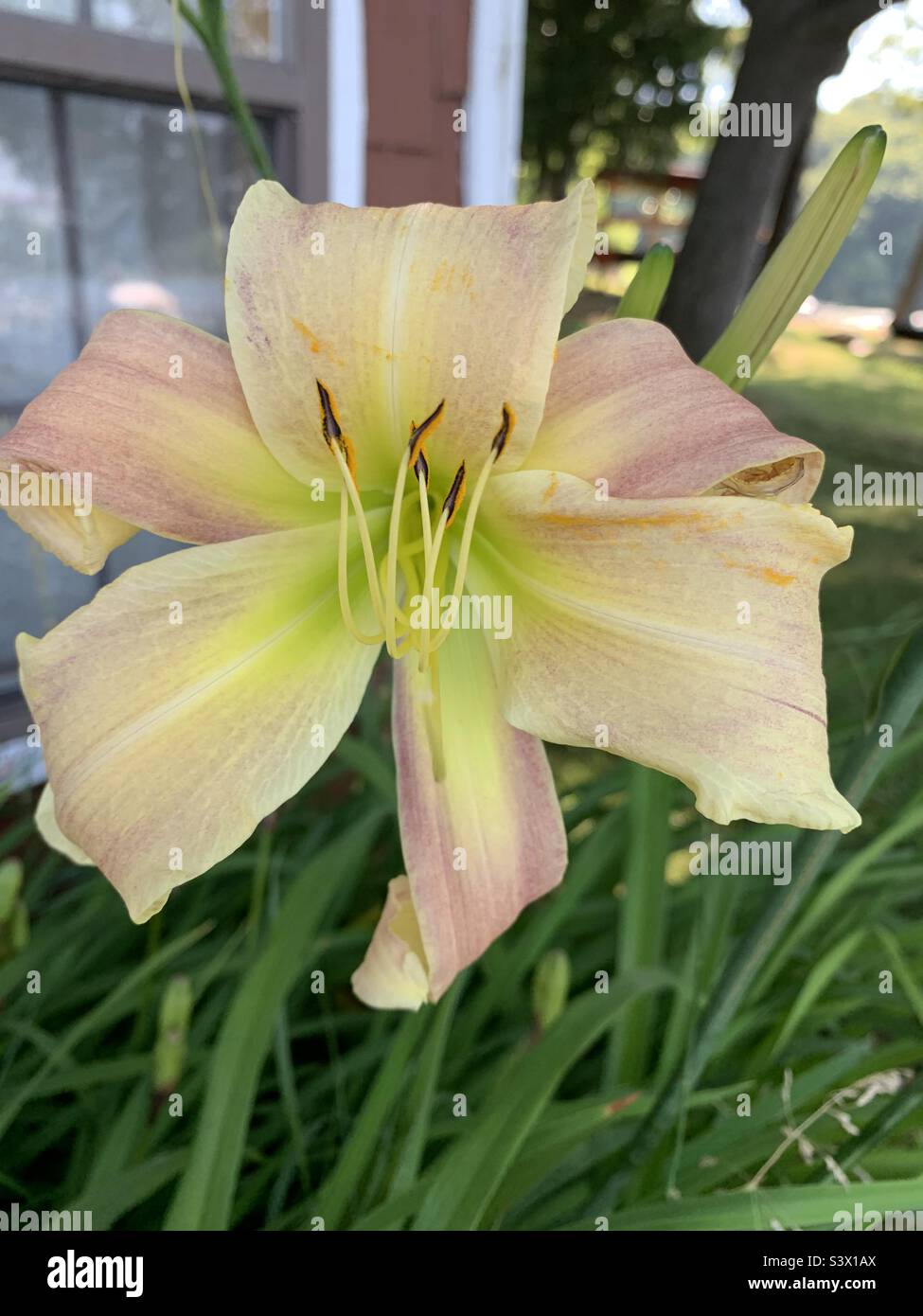 Fresh flowers hires stock photography and images Alamy