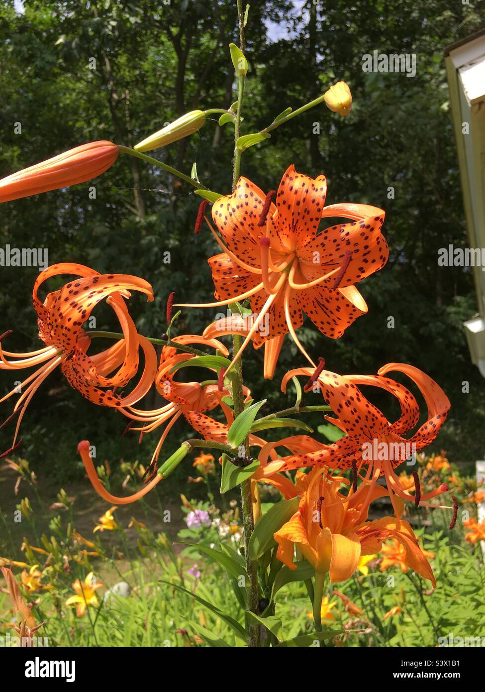 Tiger lilies hi-res stock photography and images - Alamy
