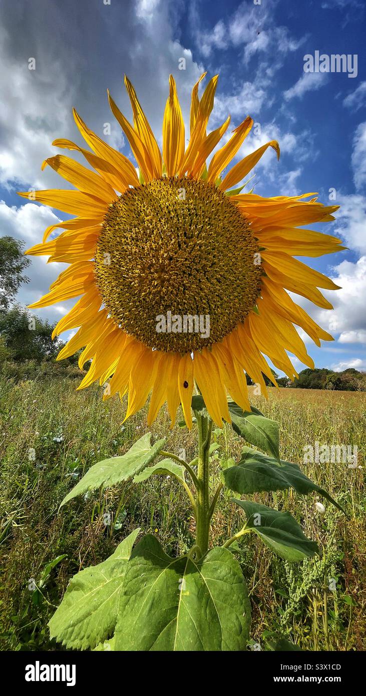 Front face of sunflower against blue cloudy sky with ladybird ladybug on the petal - Smartphone Captured Stock Image