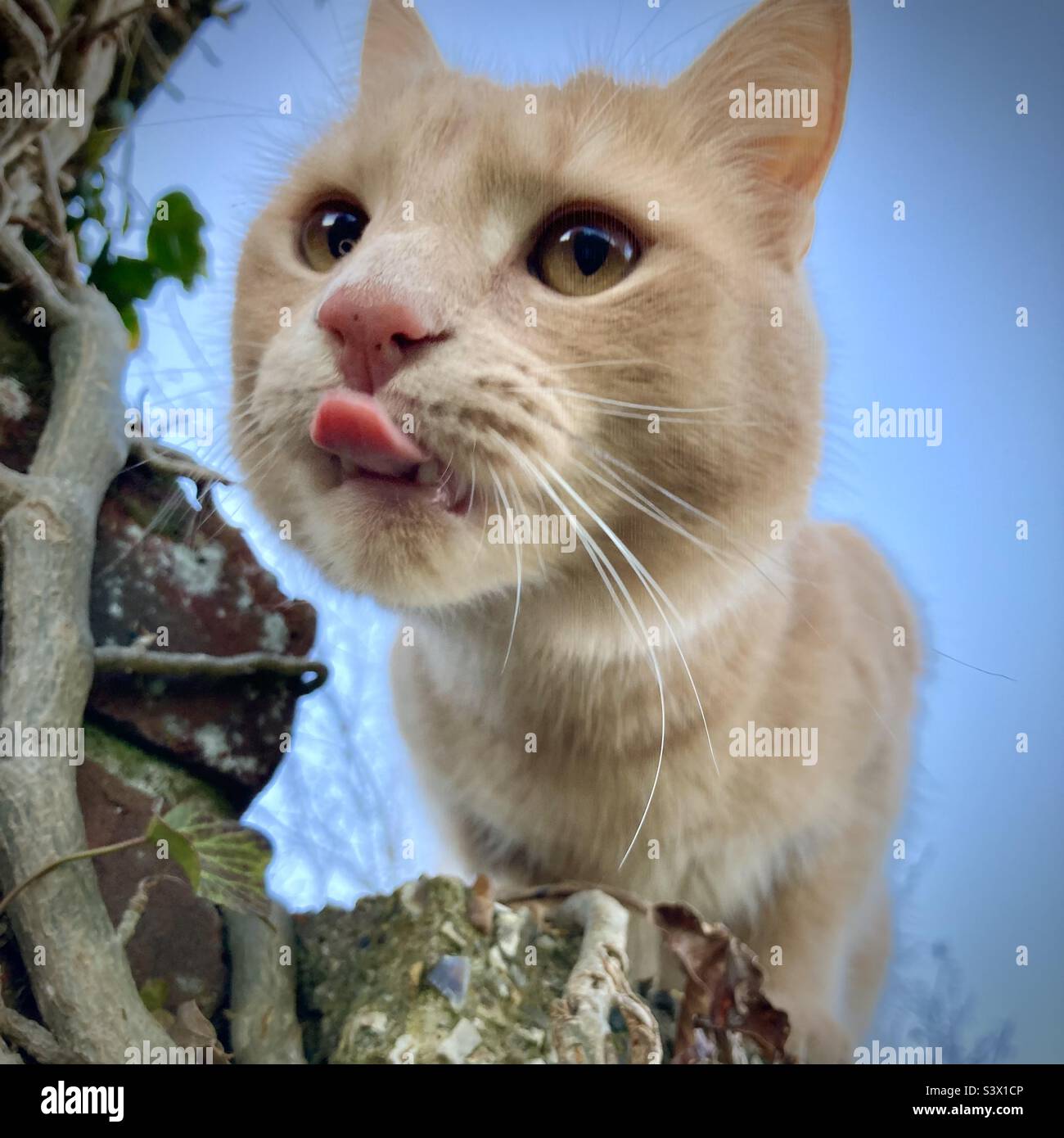 Ginger cat peering down from wall licking lips - Smartphone Captured Stock Image