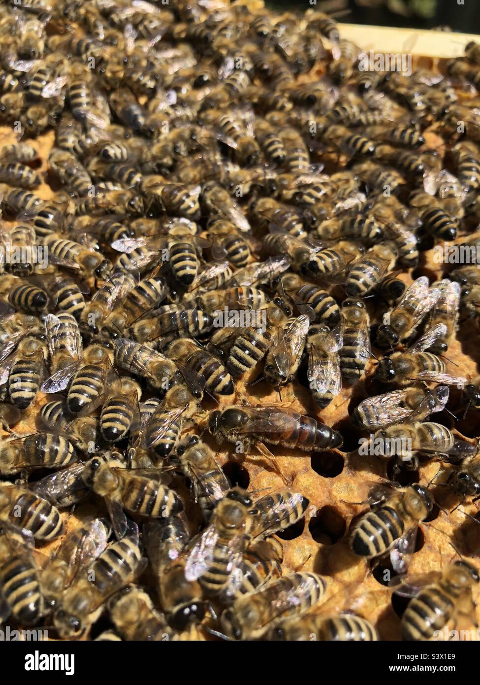 The queen bee hires stock photography and images Alamy