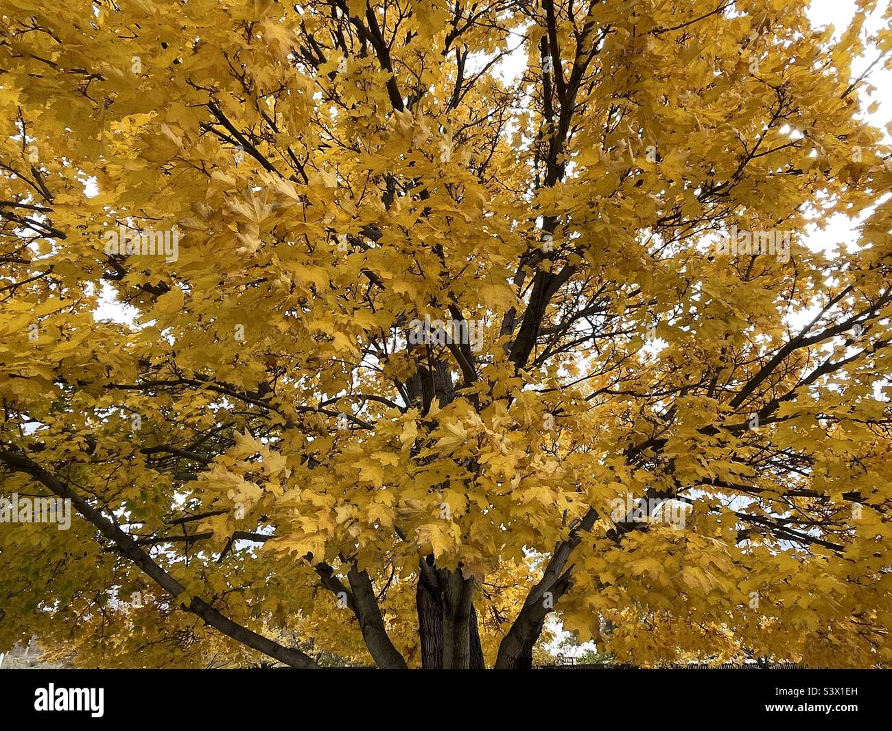 A mature maple tree, glorious in autumn gold as part of the landscaping on local church grounds during the fall time in Utah, USA. - Smartphone Captured Stock Image