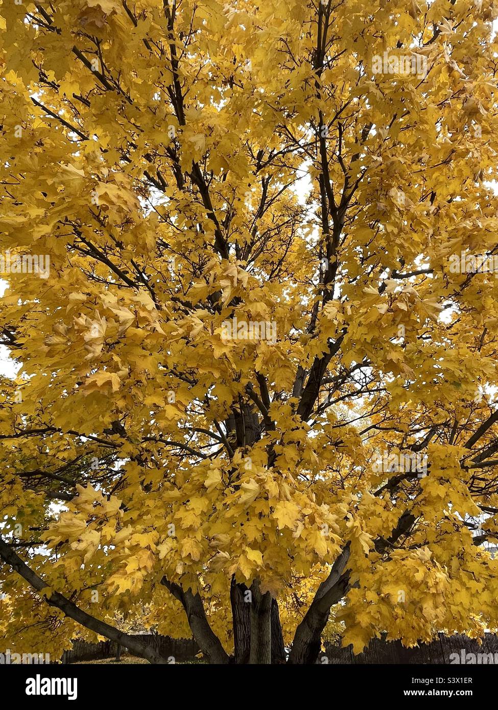 A mature maple tree, glorious in autumn gold as part of the landscaping on local church grounds during the fall time in Utah, USA. - Smartphone Captured Stock Image