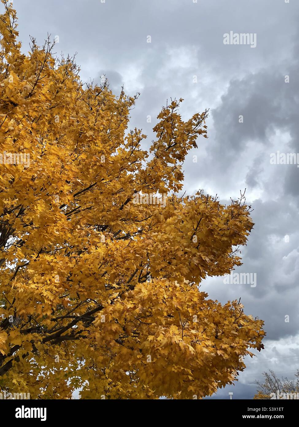 A mature maple tree, glorious in autumn gold as part of the landscaping on local church grounds during the fall time in Utah, USA. - Smartphone Captured Stock Image