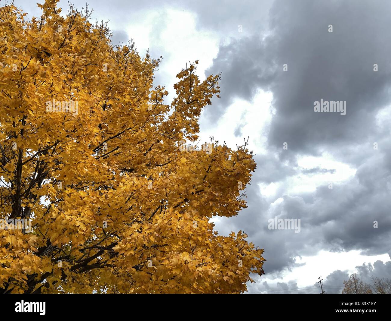 A mature maple tree, glorious in autumn gold as part of the landscaping on local church grounds during the fall time in Utah, USA. - Smartphone Captured Stock Image