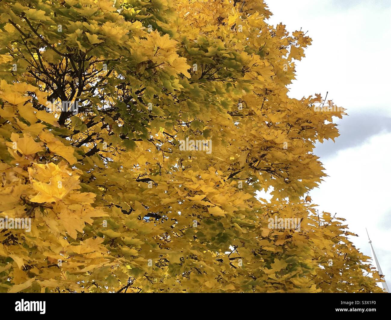 A mature maple tree, glorious in autumn gold as part of the landscaping on local church grounds during the fall time in Utah, USA. - Smartphone Captured Stock Image