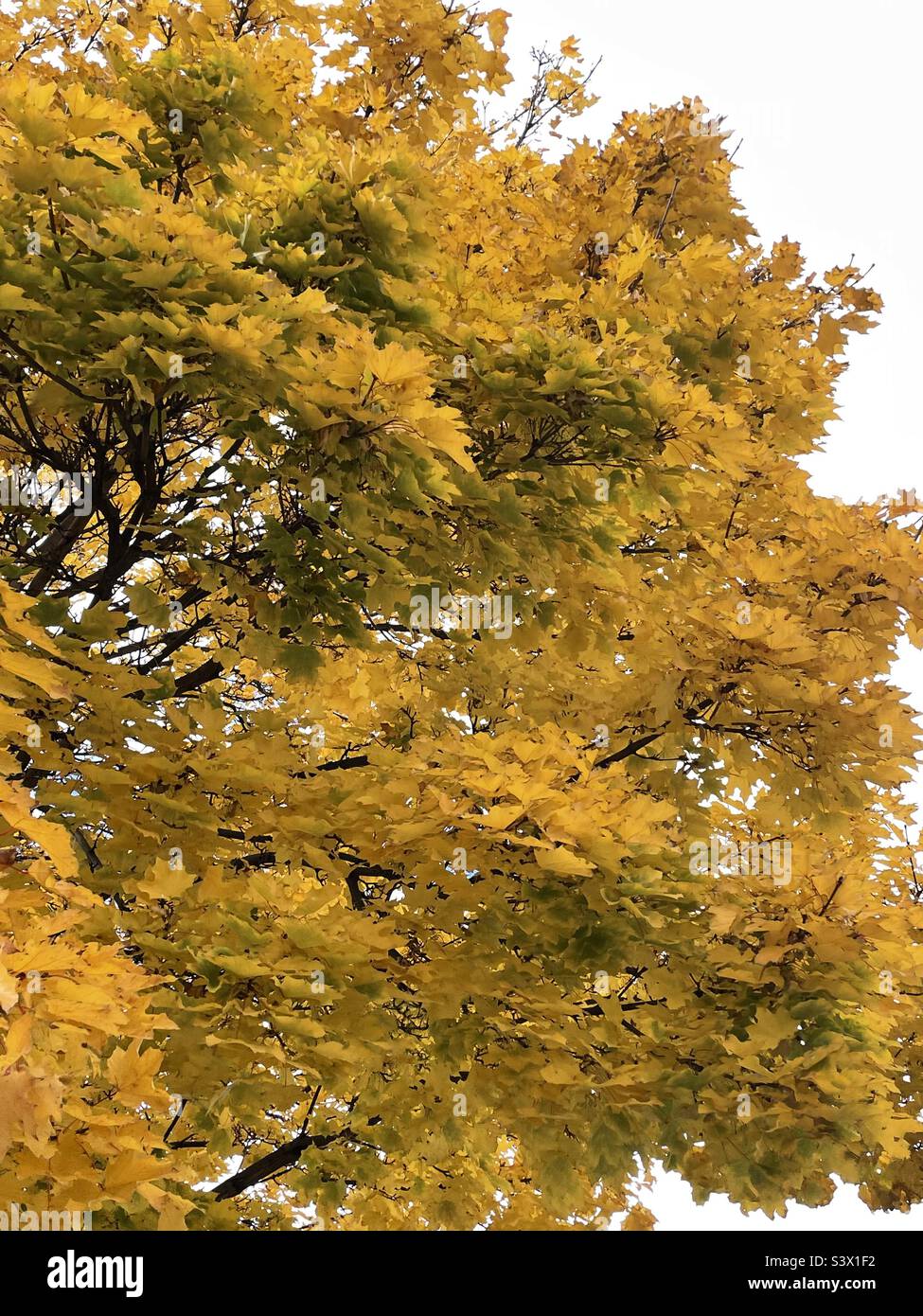 A mature maple tree, glorious in autumn gold as part of the landscaping on local church grounds during the fall time in Utah, USA. - Smartphone Captured Stock Image