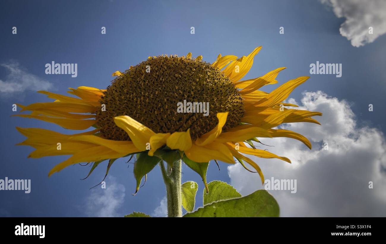 Sunflower from below looking up to blue sky with white clouds - Smartphone Captured Stock Image