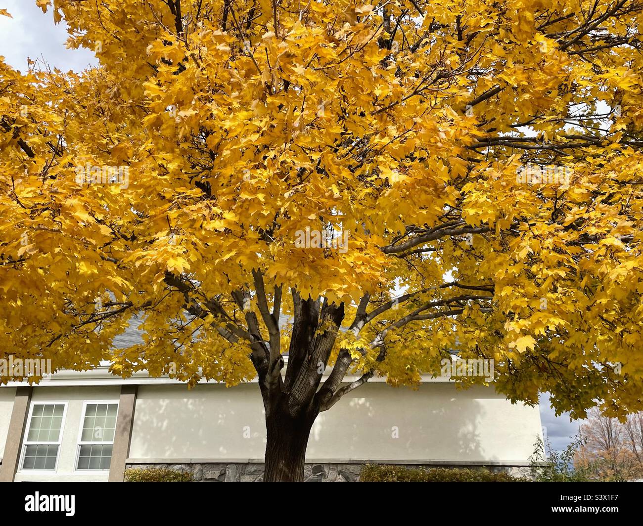 A mature maple tree, glorious in autumn gold as part of the landscaping on local church grounds during the fall time in Utah, USA. - Smartphone Captured Stock Image