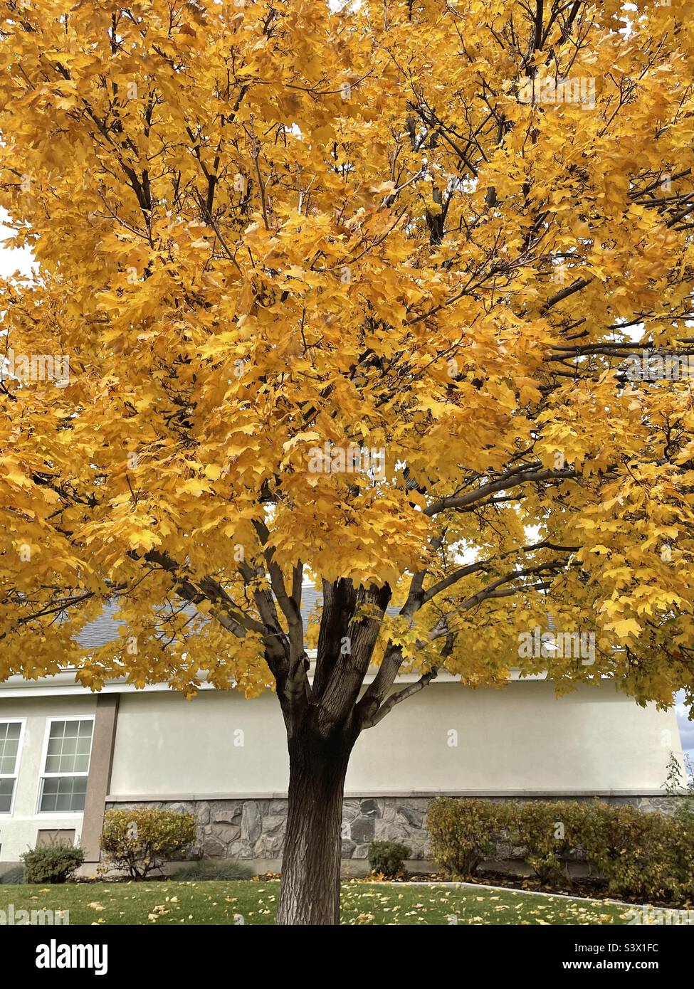 A mature maple tree, glorious in autumn gold as part of the landscaping on local church grounds during the fall time in Utah, USA. - Smartphone Captured Stock Image