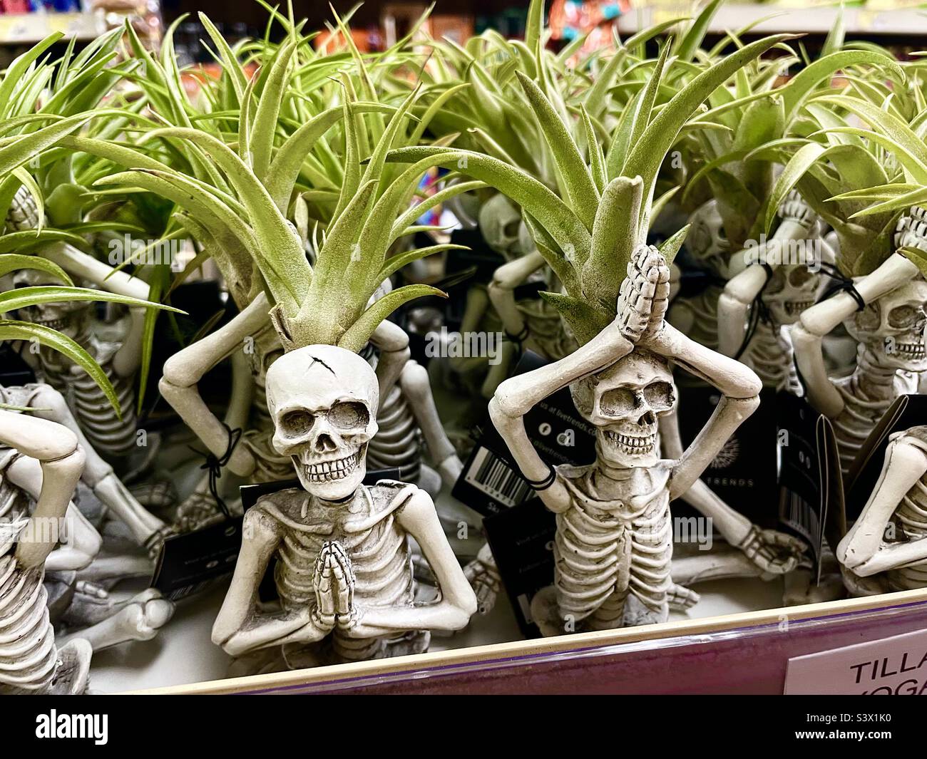 Yoga skeleton planters at Trader Joe’s - Smartphone Captured Stock Image