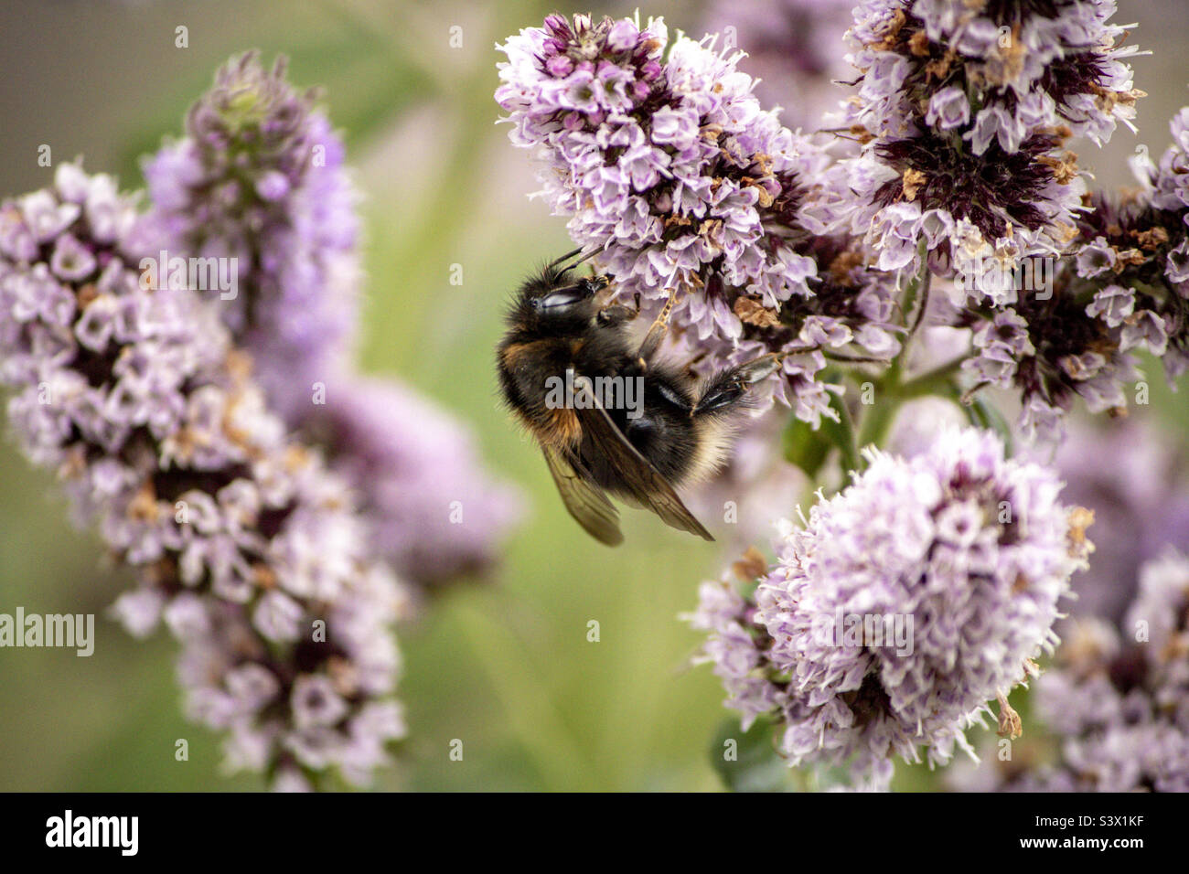 A bumblebee getting the nectar from the flowers Stock Photo