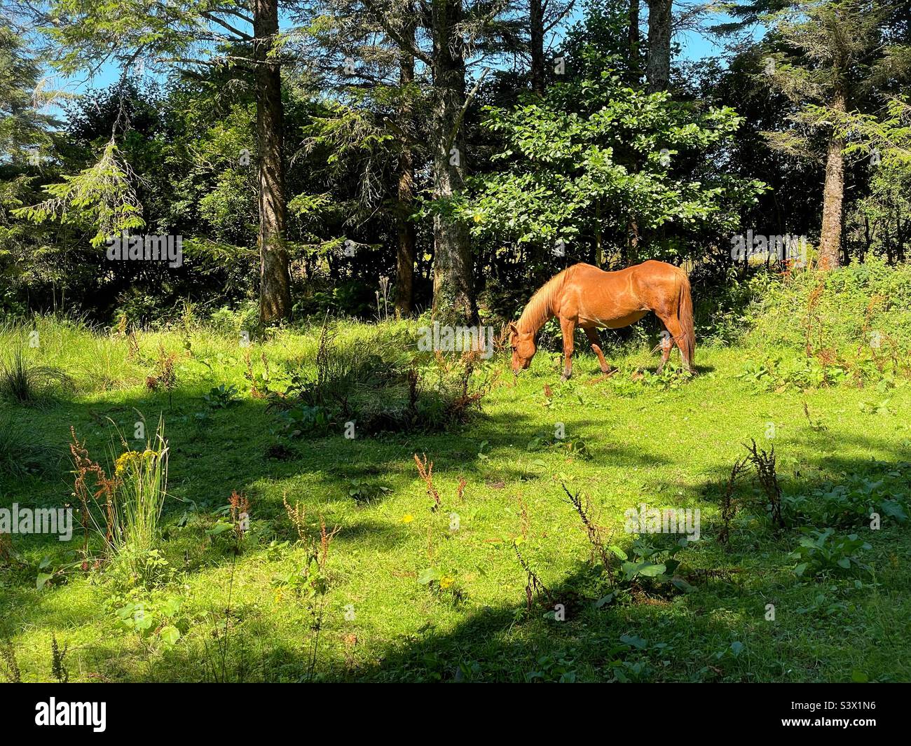 Chestnut horse grazing in a field surrounded by woodland. Stock Photo