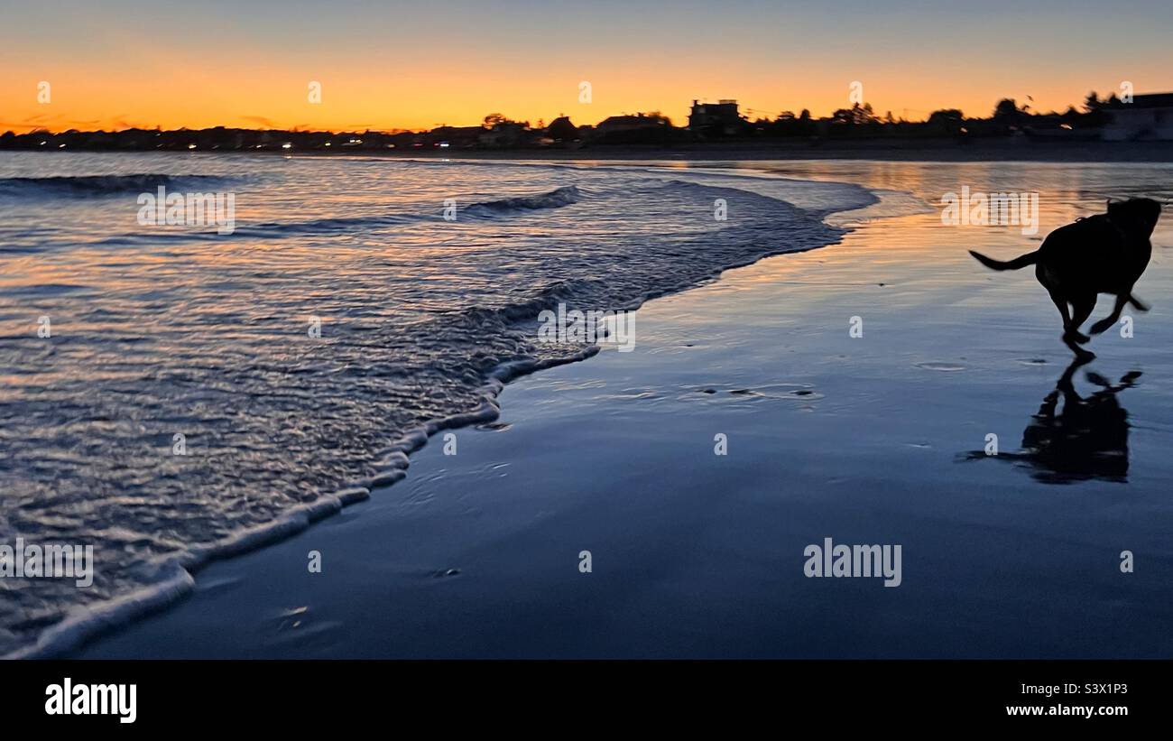 Dog on Beach at Twilight Stock Photo Alamy