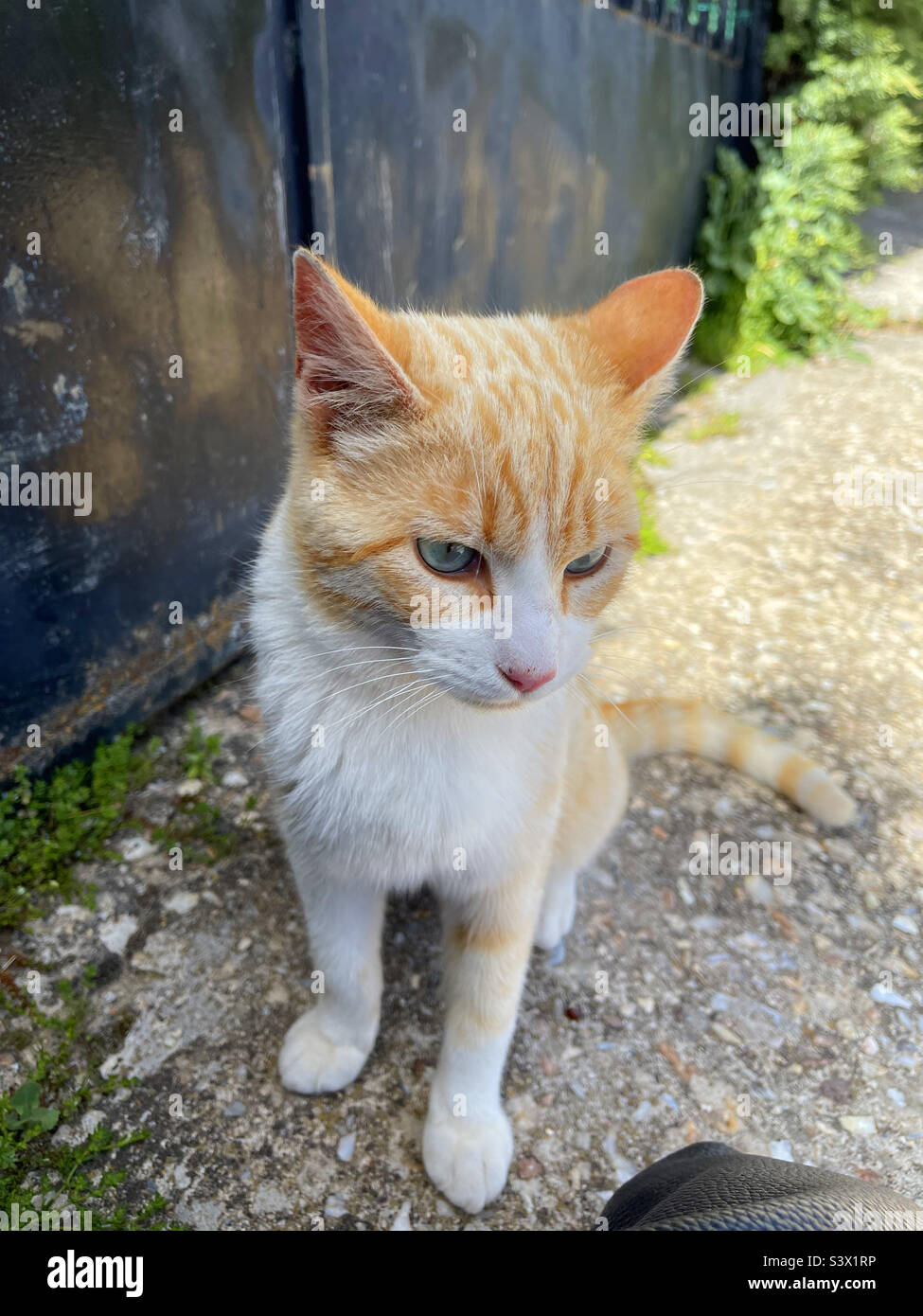 Tabby and white cat sitting - Smartphone Captured Stock Image