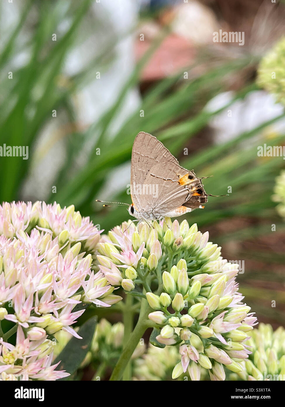 The gray hairstreak is also called the bean lycaenid or cotton square borer. It is on an Autumn Joy sedum flower. Stock Photo