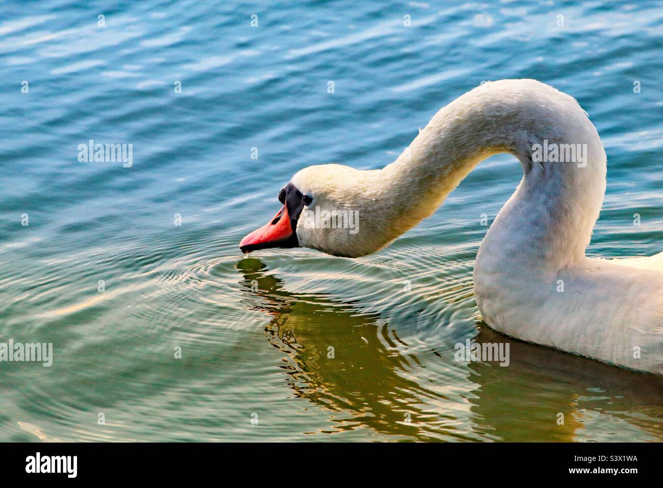 A beautiful image of a white swan dipping their head and drinking from a lake. - Smartphone Captured Stock Image