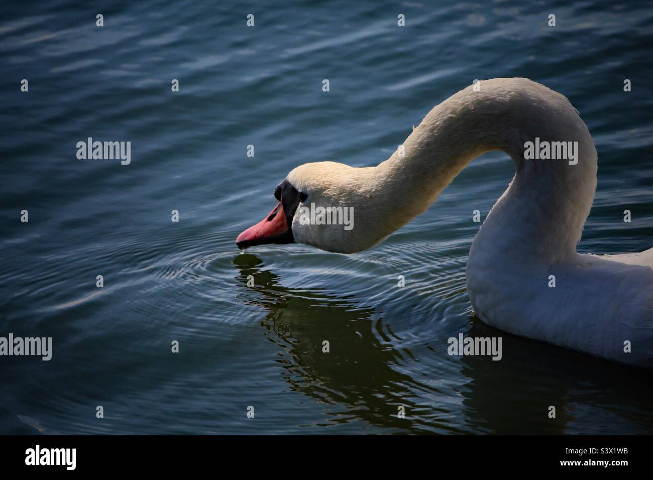 A beautiful image of a white swan dipping their head and drinking from a lake. - Smartphone Captured Stock Image