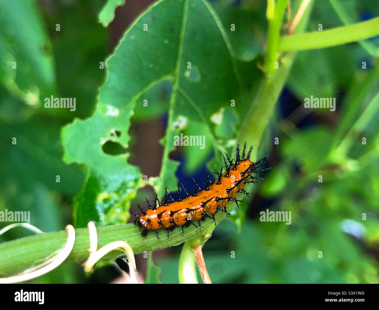 A gulf fritillary caterpillar on passion vine in Florida Stock Photo