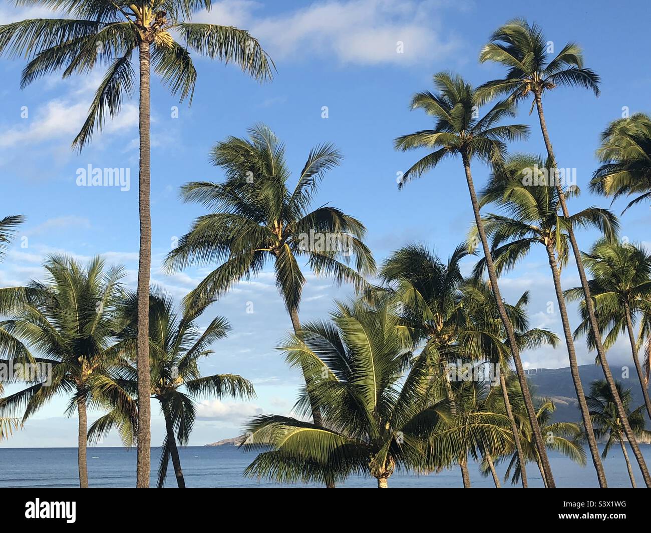 Palm trees on Maui, Hawaii Stock Photo Alamy
