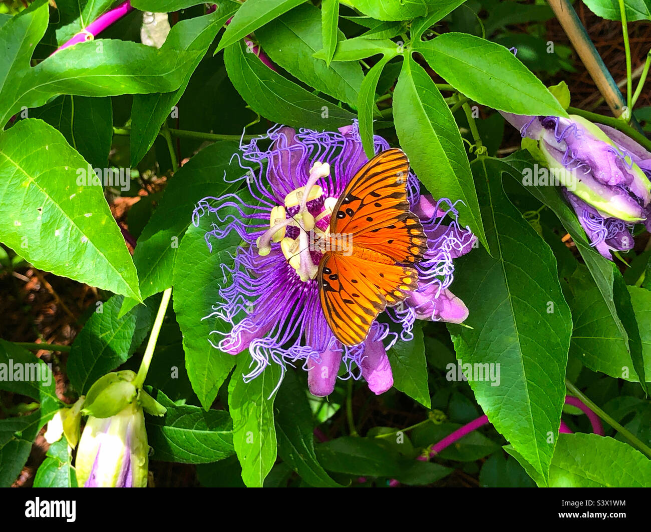 A gulf fritillary butterfly on a Passion flower in a Florida garden - Smartphone Captured Stock Image