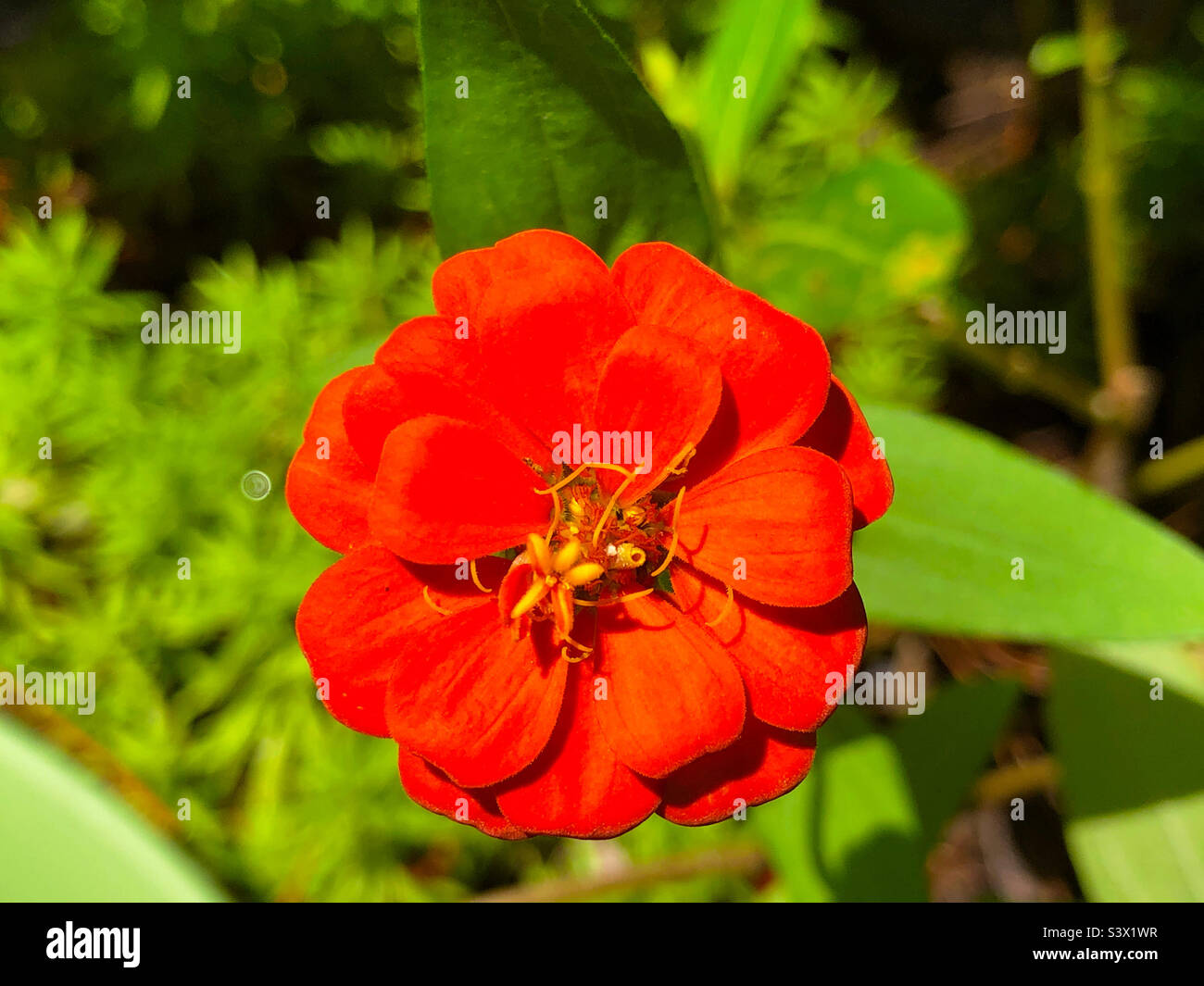 A miniature red zinnia flower Stock Photo