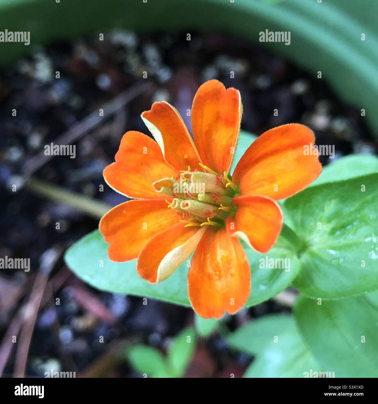 A miniature orange zinnia flower in a Florida backyard Stock Photo Alamy